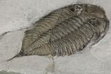 Dalmanites Trilobite Fossil - New York #99026-4